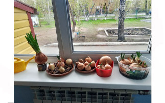 Огород на окошке Огород на окошке.